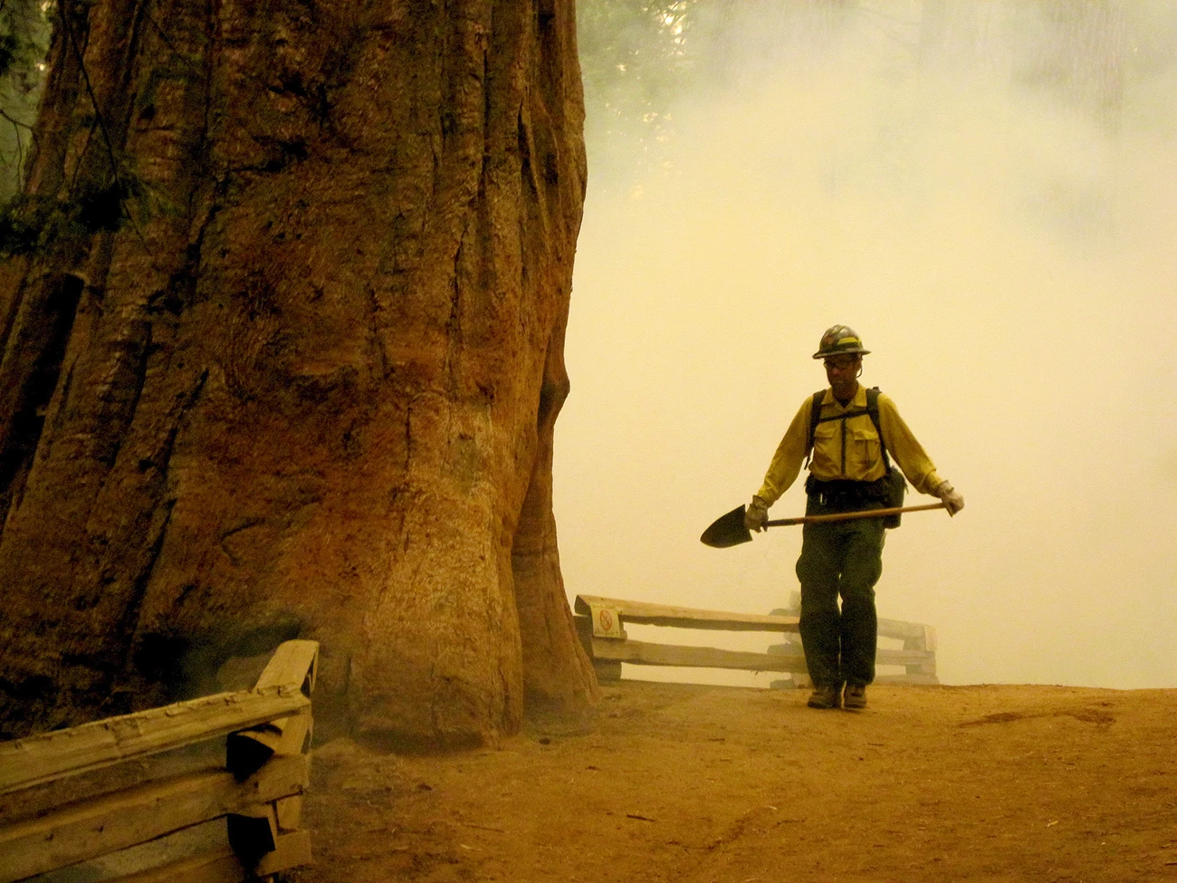 Firefighter walks next to a giant sequoia Firefighter walks next to a giant sequoia in a smoke-filled scene