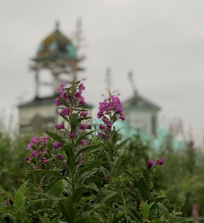 Fireweed with purple flowers growing in front of church