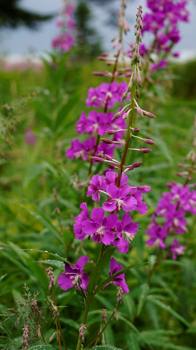 A tall stem surrounded by five petal, pink flowers.