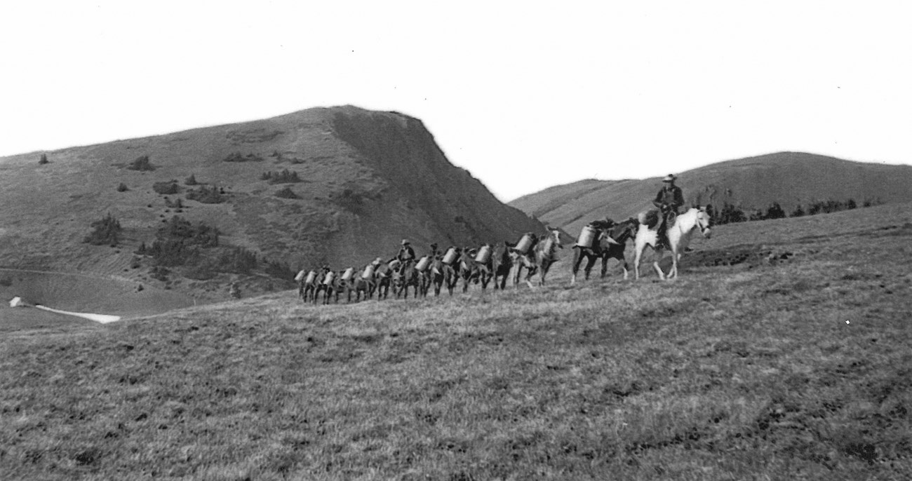 A black-and-white photo shows a dozen horses carrying large metal canisters across an alpine meadow.