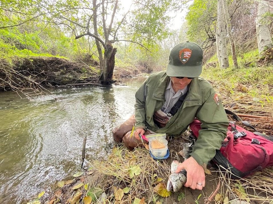 National Park Service biologist sitting beside a full creek, carefully lifting a salmon carcass off of the ground.