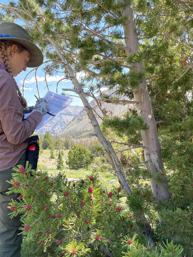 Woman records data while standing next to a tagged pine tree.