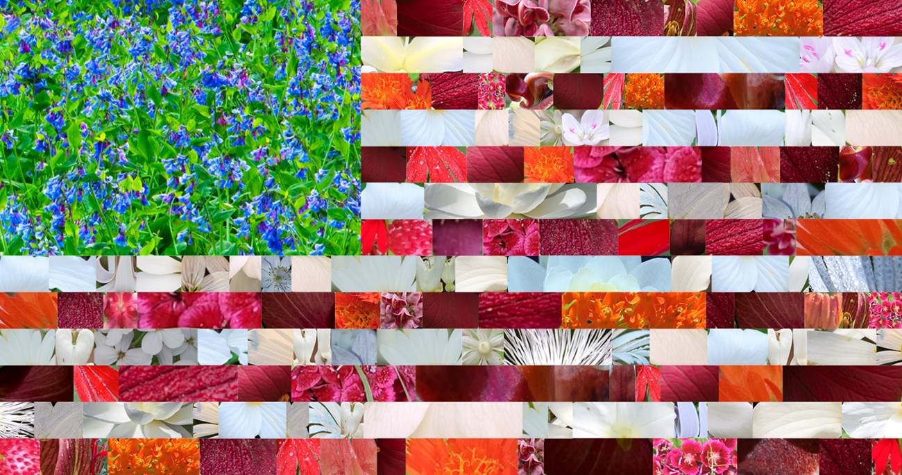 American flag made of composite images of flowers