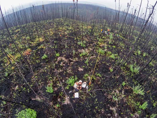 a researcher in the middle of a large burn area
