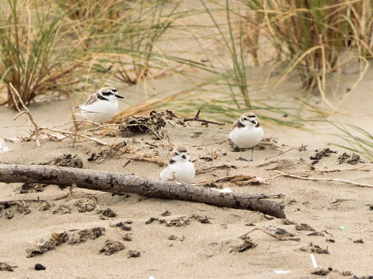 Small plover flock Three plovers look out from atop a small sand dune.