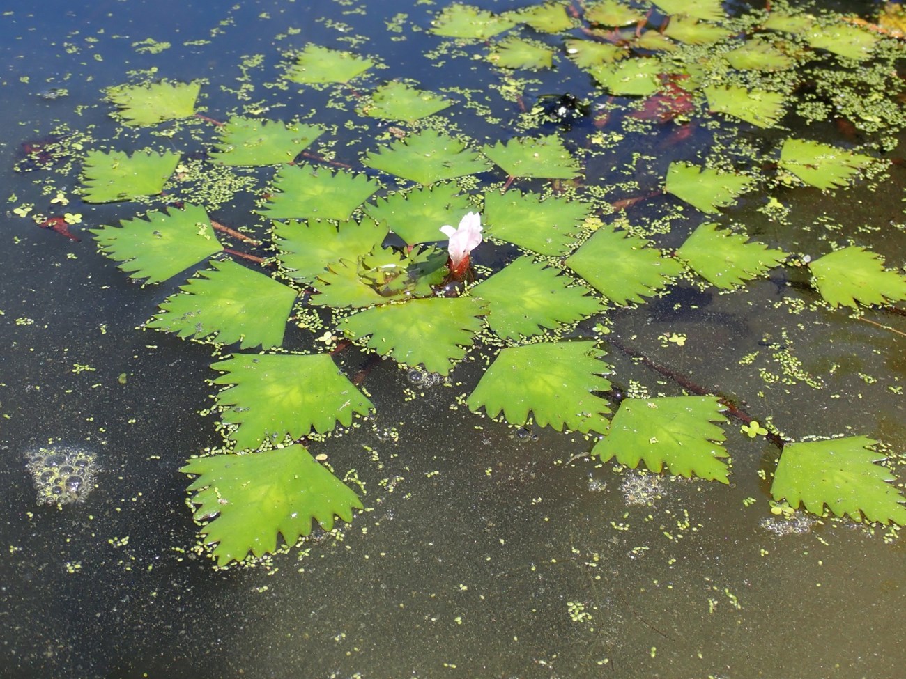 Two-horned trapa flower and leaves Diamond shaped green leaves float on water around a small pink flower