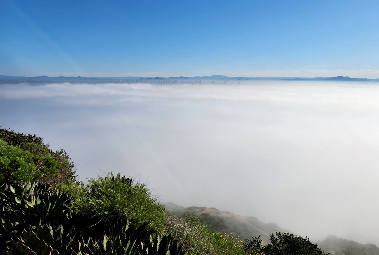 Fog covers the bay and most of the city. In the foreground there are a few Shaw's Agave and other coastal sage scrub plant species.  In the distance background, mountains can be seen.