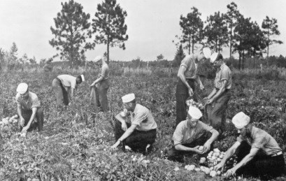 men in blue work uniforms and white navy white caps picking potatoes in a farm field