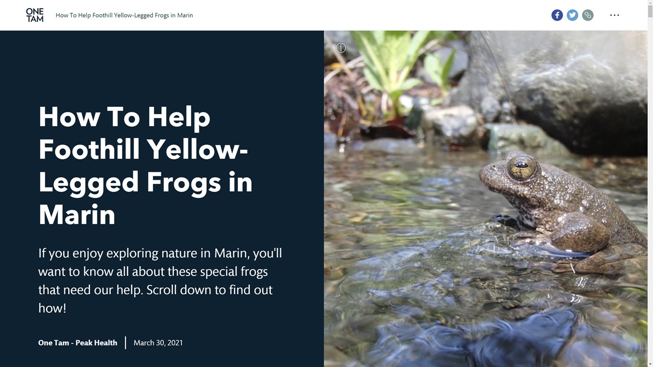 'How To Help Foothill Yellow-Legged Frogs in Marin'