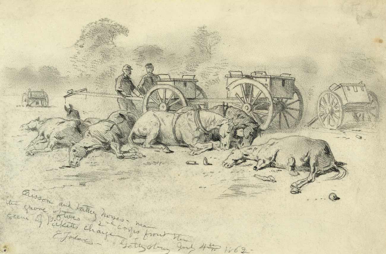 Caisson and battery horses - near the grove of trees; scene of Picketts charge Pencil illustration showing horses, dead and alive, in front of cannon caissons.
