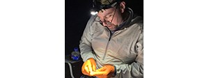 Mark in a headlamp, beige jacket, and orange rubber gloves processing a small bat.