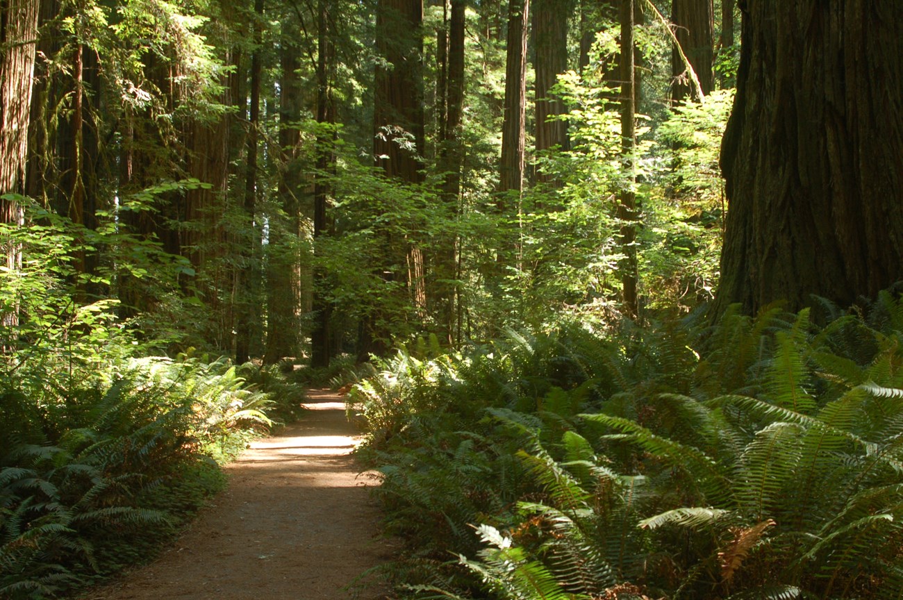 a path leading through a forest of tall trees and understory plants