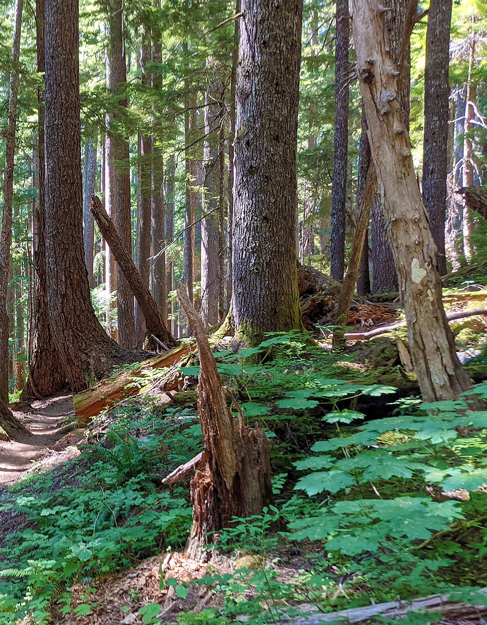 A forest with large, tall trees and lush green plants on the forest floor