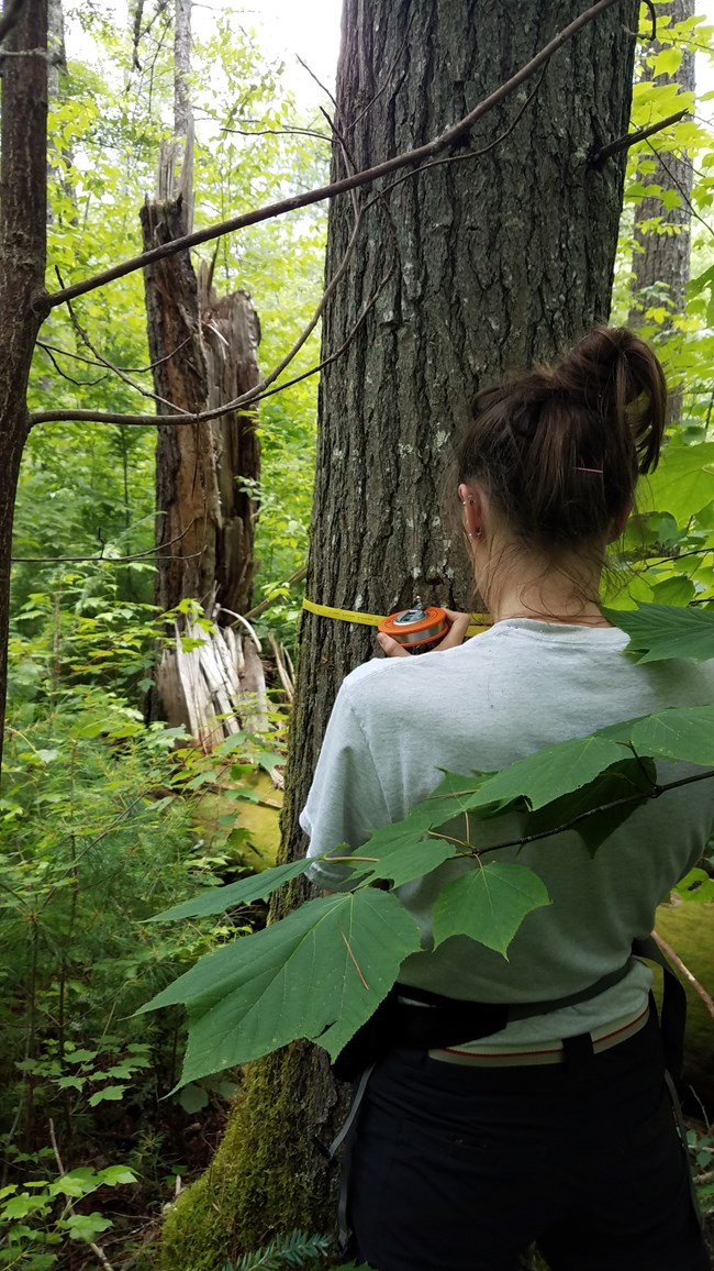 Figure 1. Forest monitoring crew members measure the diameter of a tree.