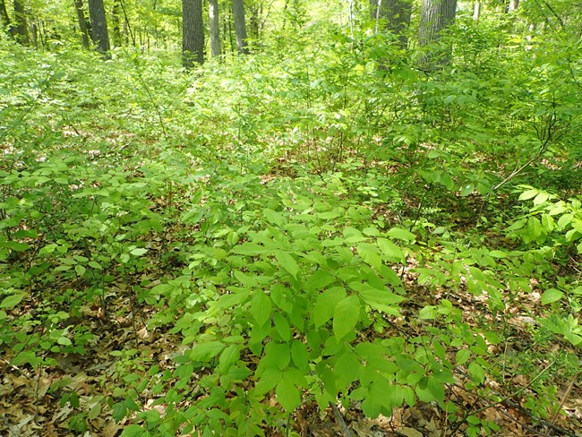 a dense patch of lush green tree seedlings under a canopy of much larger trees.