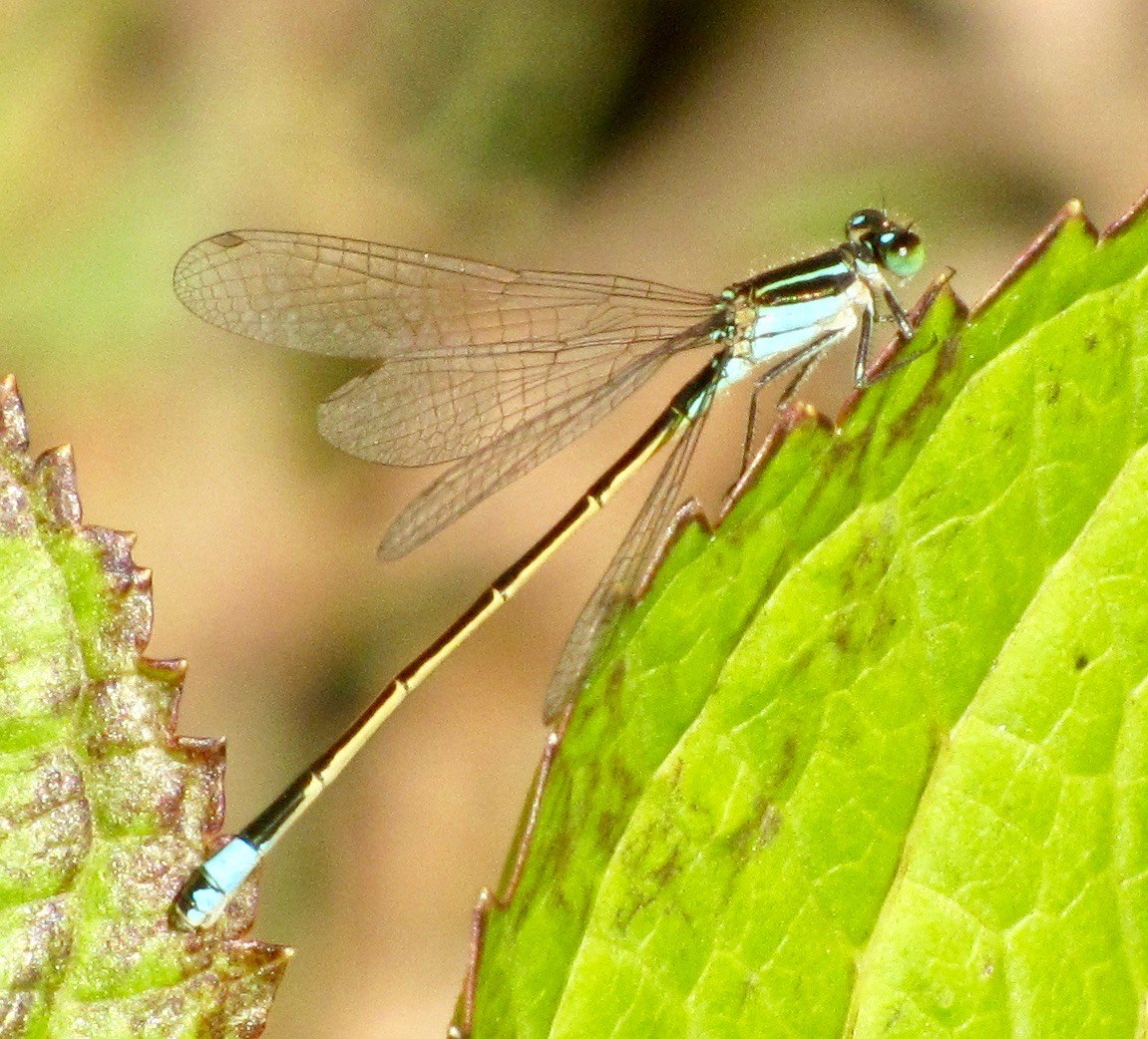ForktailRambur4 copy ForktailRambur4 copy