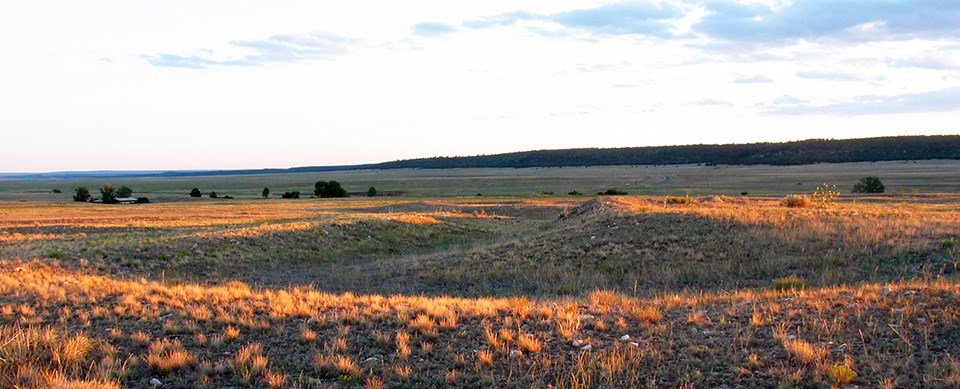 Grassland plants glowing with the setting sunlight .