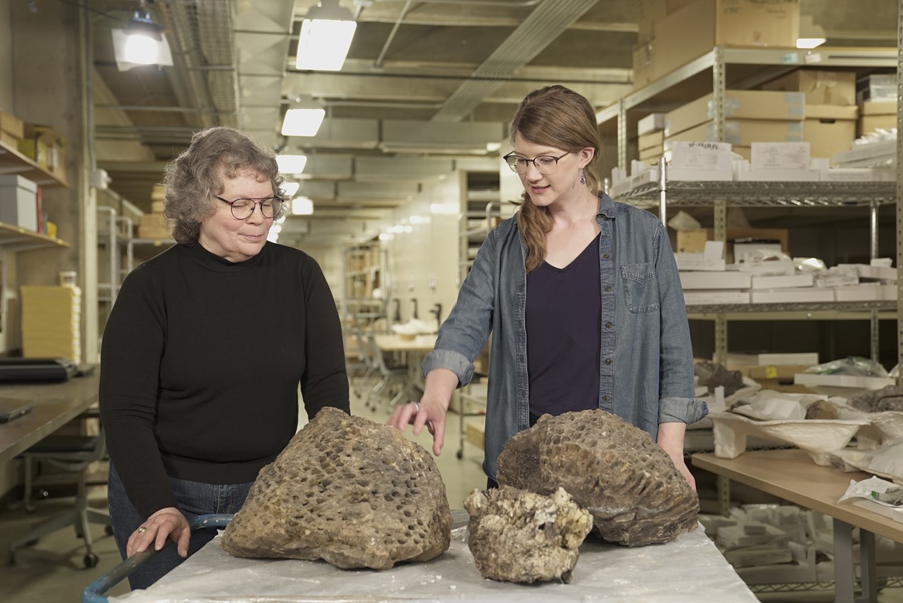 two people in a fossil lab with large cycad fossils