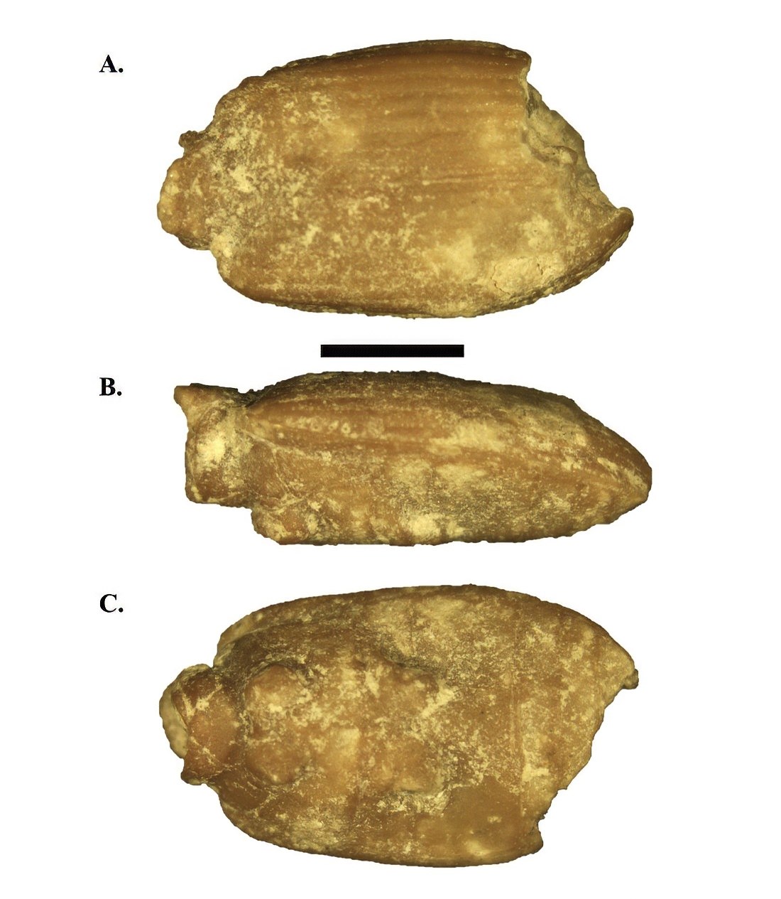 A series of three images arranged vertically, showing the top, side, and underside of a flattened ovoid fossil with striations running its length on top. A scale bar indicates it is about a quarter of an inch long.