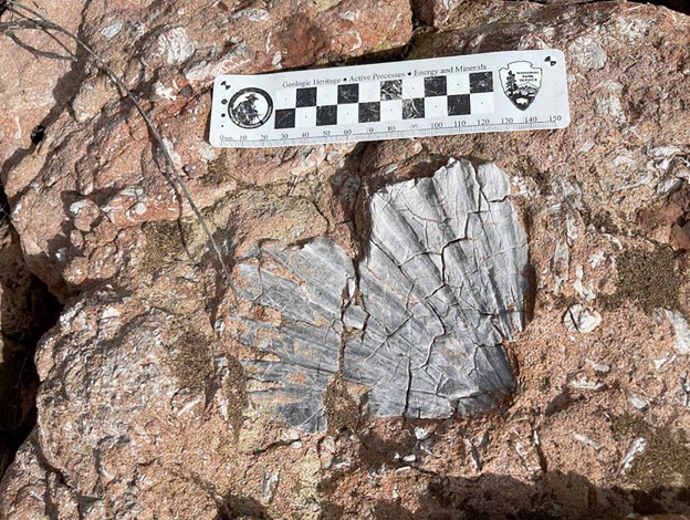 A partial scallop shell weathering out of a rock. It is cracked and light gray against the rusty brown rock. A scale bar shows it to be close to 15 centimeters or 6 inches across.