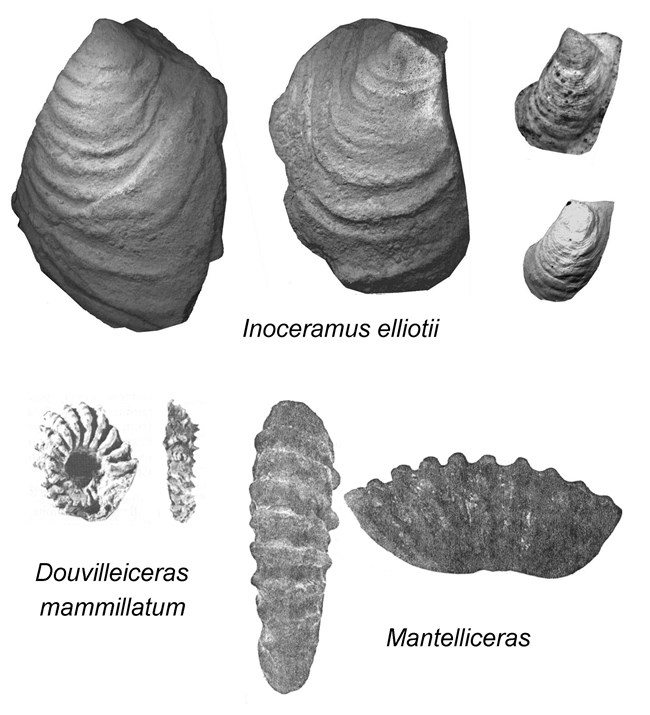 Franciscan molluscs of Golden Gate Image of assorted fossils