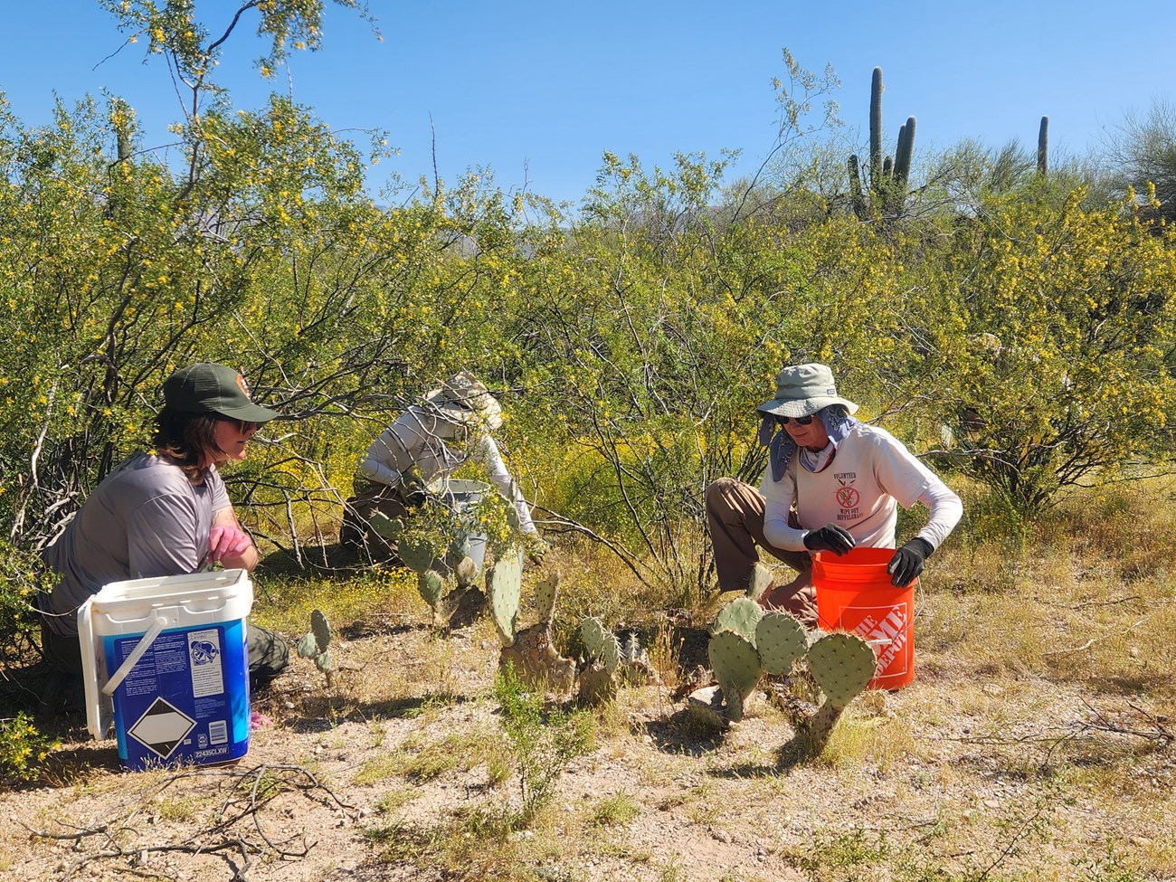 Removing stinknet Three people with buckets sit on the desert ground surrounded by yellow-flowered plants, shrubs, and cacti.