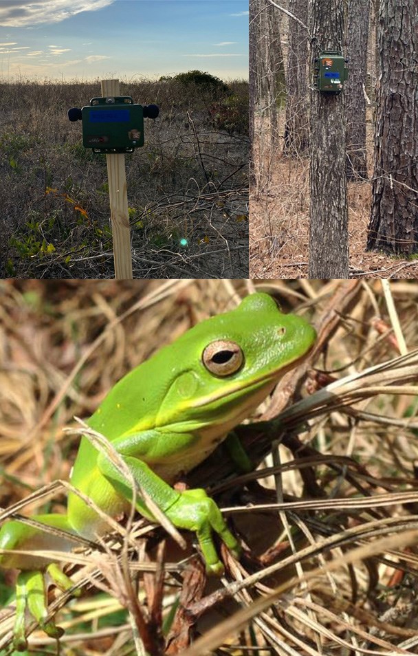 ARD on a post, ARD on a tree, green treefrog in grass