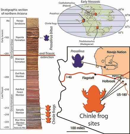 A map of Arizona showing the occurrence of fossil frogs in the northeastern part of the state, a global map showing Pangea 220 million years ago showing the occurrence of fossil frogs in what is now Poland, Arizona, and Madagascar).