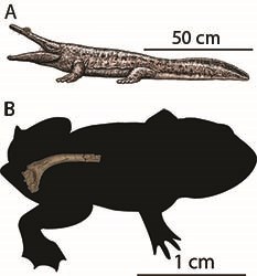 An artist’s depiction of a salamander-like metoposaur and a silhouette of a much smaller early frog with a CT image of a fossil frog hip bone.