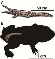 Metoposaur and early frog An artist’s depiction of a salamander-like metoposaur and a silhouette of a much smaller early frog with a CT image of a fossil frog hip bone.