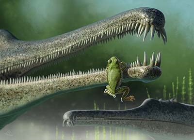 An artist’s drawing of a dripping frog hanging on the lower jaw of a much larger phytosaur in a lake or stream.