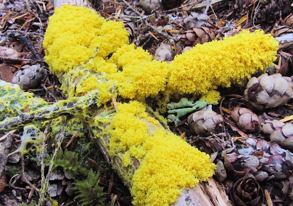 A bright yellow slimy growth drapes over two crossed logs.