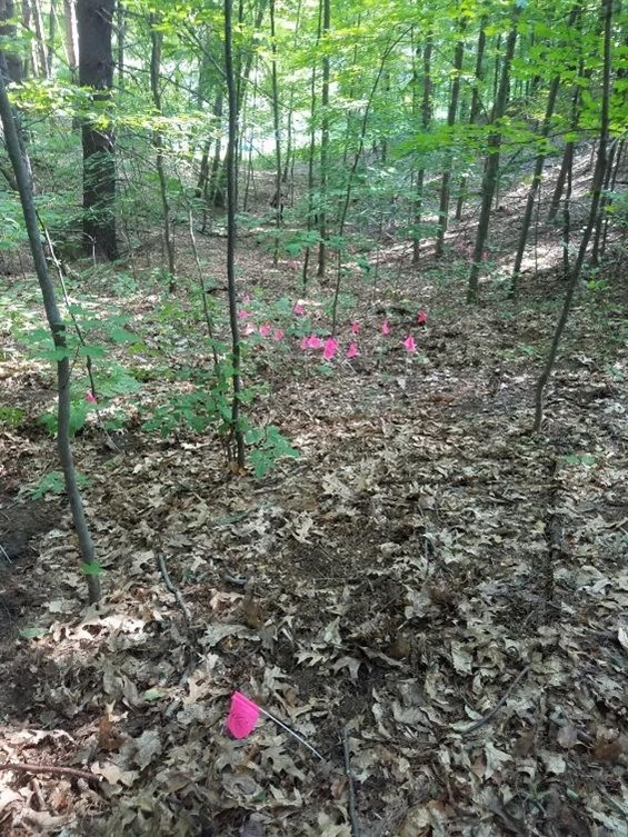 A cluster of about a dozen small pink flags, with a single flag in the foreground, are at the center of mostly small, second-growth trees, brown oak leaves are scattered across the ground.