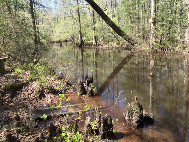 Dragon Swamp and the waters of Dragon Run in the early Spring. A swamp landscape in spring bloom showing a muddy stream with trees and roots lining both banks.