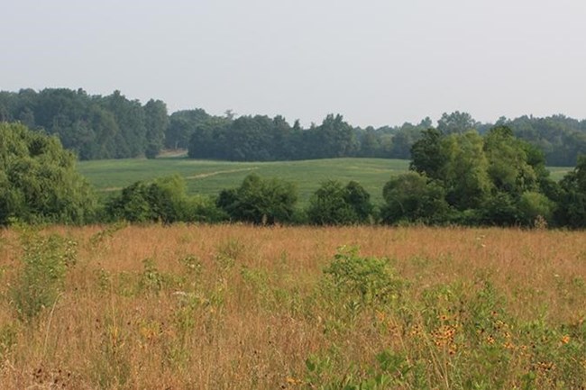 On top of a hill, a field of tall grass and other wild flowers overlooks woods and farm fields in the distance.