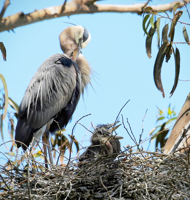 Great blue heron chicks in a large stick nest high up in a eucalyptus tree with an adult heron standing over them preening its feathers.