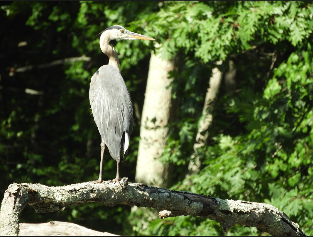 a great blue heron standing on a log