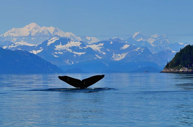 Flukes from a humpback whale drop into the ocean in Glacier Bay.