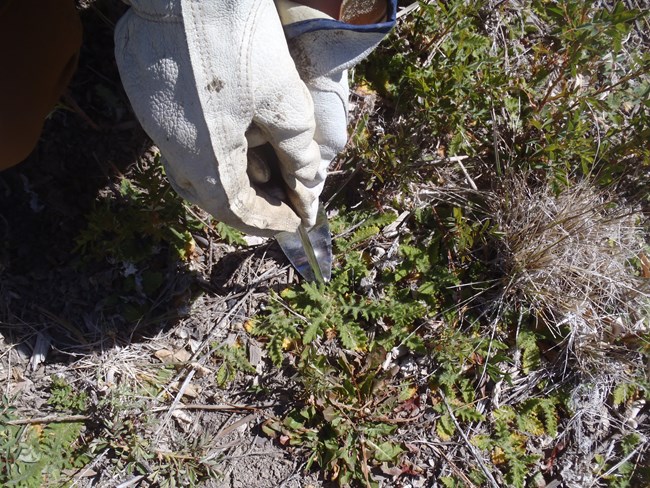 Bull Thistle which is an invasive plant that park staff are working to remove from the park
