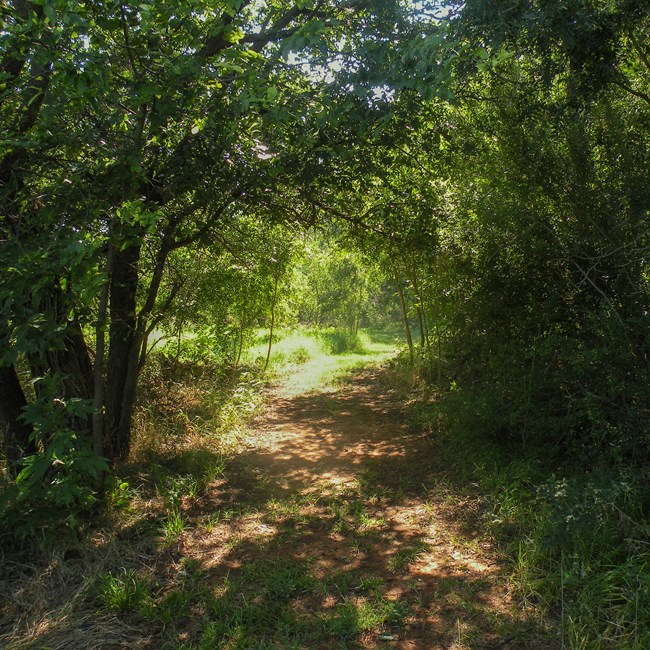 Washita Battlefield National Historic Site A wooded path dappled with sunlight.