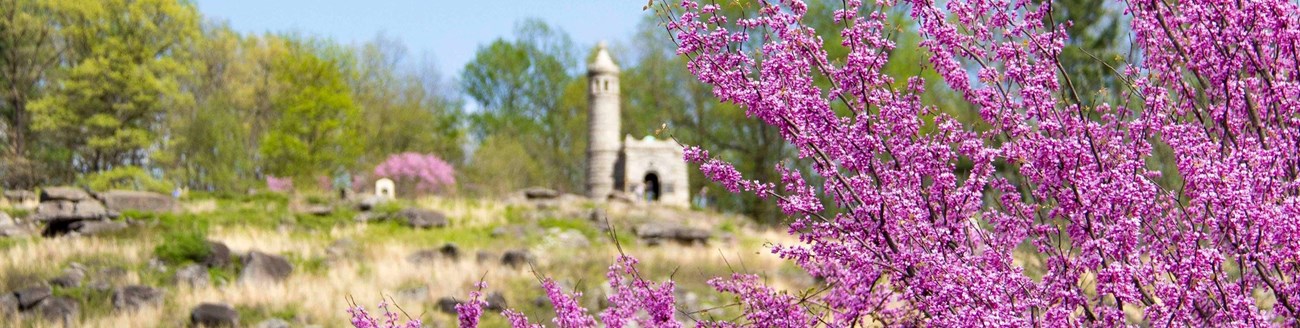 Pink blooming redbud tree with a monument in the background. Pink blooming redbud tree with a monument in the background.