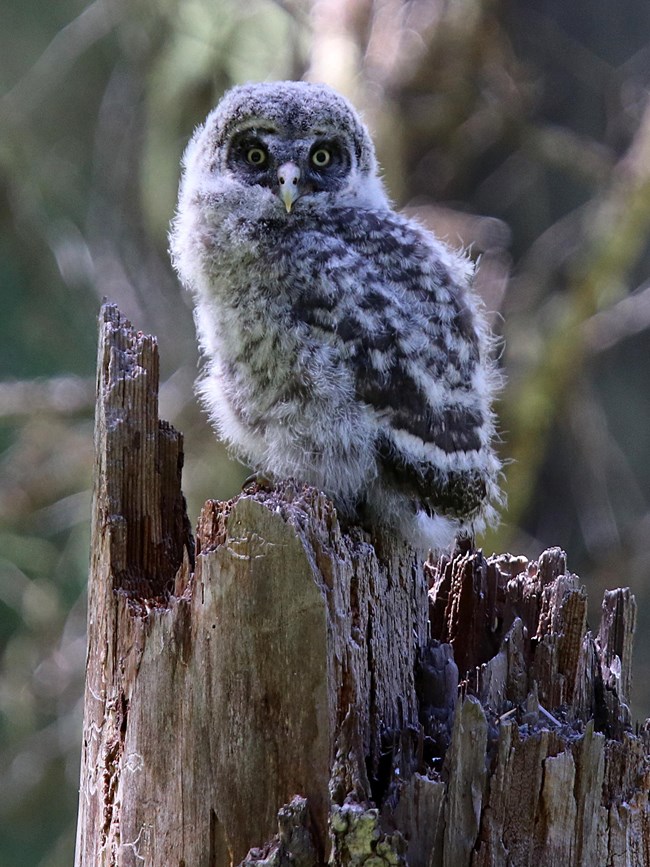 Yellow-eyed juvenile owl with a mix of down and feathers.