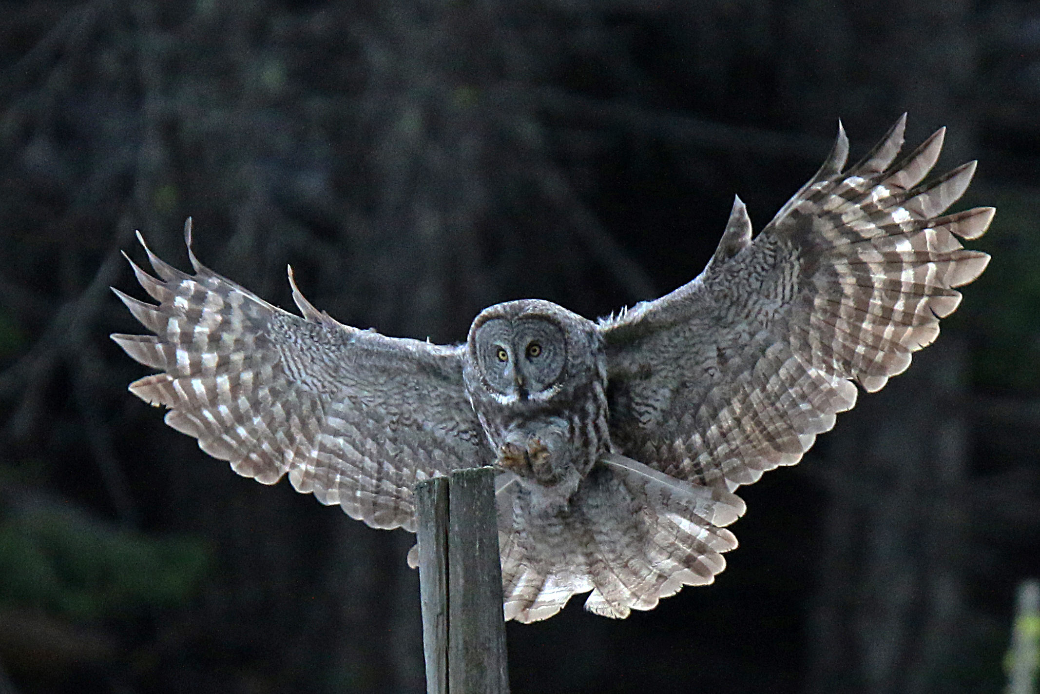 Barred Owl Landing