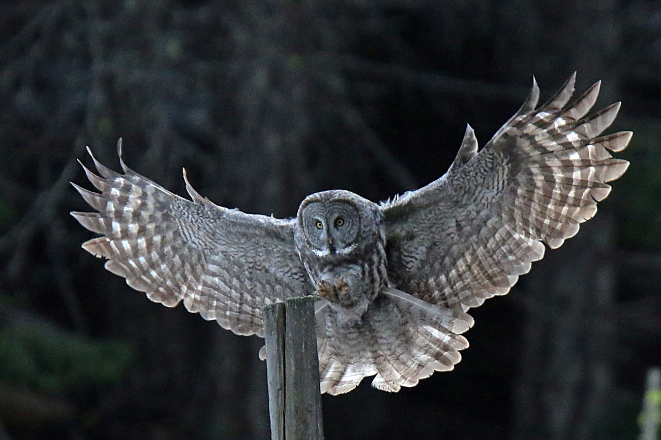 Large gray-checkered owl with wings outspread landing on a post