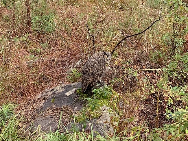 A Great Horned Owl stands on a rock in the middle of a field. A Great Horned Owl stands on a rock in the middle of a field.