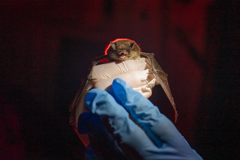 A small bat silhouetted with a red light faces the camera.