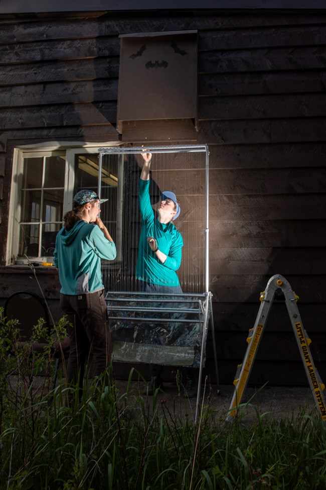 Two people stand around a net beneath a bat box.