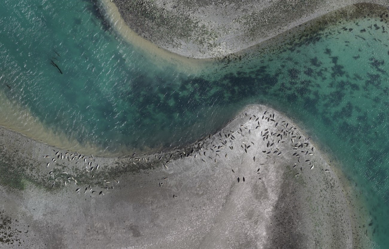 An aerial image of harbor seals hauled out on a beach.