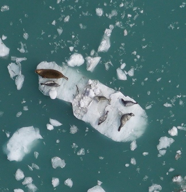 Aerial view of harbor seals hauled out on ice bergs.
