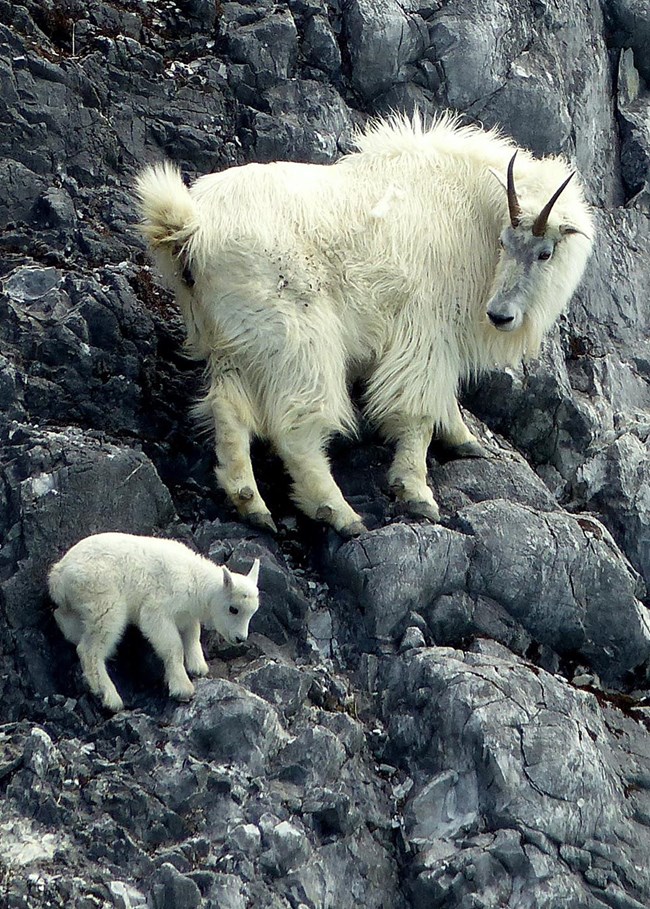A mountain goat and kid on steep rocky cliff.